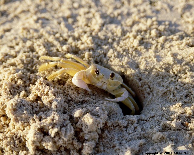 Curaçao - Netherlands Antilles, Summer 2001
A little crab by DaaiBooiBaai peeking out of its hole